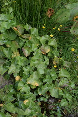 Cardamine asarifolia