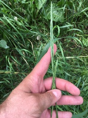 Elymus repens