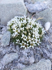 Eremogone bryophylla