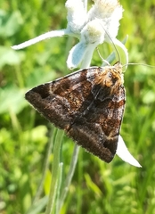 Euclidia glyphica