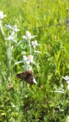 Euclidia glyphica