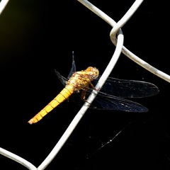 Orthetrum testaceum
