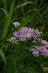 Achillea distans