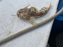 Myoxocephalus octodecemspinosus