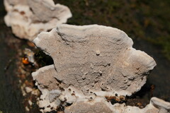 Datronia brunneoleuca