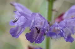 Salvia japonica