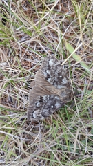 Dendrolimus superans