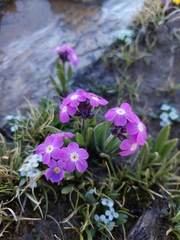 Primula macrophylla