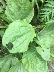 Plantago major