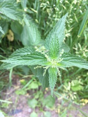 Urtica dioica