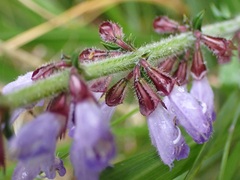 Salvia japonica