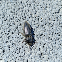 Tenebrio molitor
