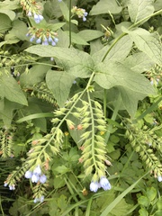 Symphytum caucasicum