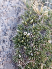 Eremogone bryophylla