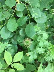 Geum urbanum