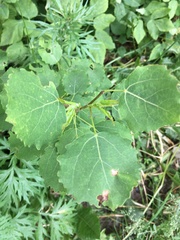 Populus tremula