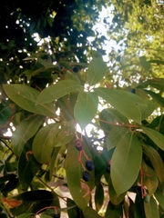 Machilus odoratissima