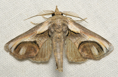 Paectes oculatrix