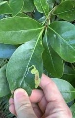 Corythoxestis zorionella