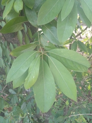 Machilus odoratissima