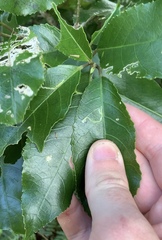 Liriomyza flavolateralis