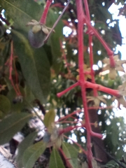 Machilus odoratissima