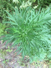 Artemisia vulgaris