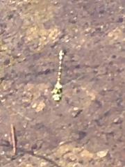 Cordulegaster boltonii