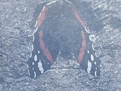 Vanessa atalanta