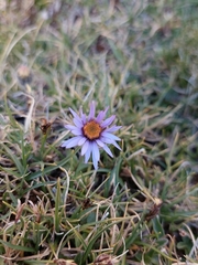 Aster flaccidus