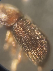 Ennearthron cornutum