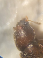 Ennearthron cornutum