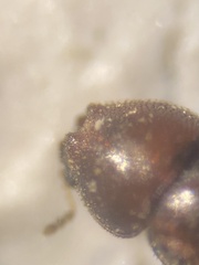 Ennearthron cornutum