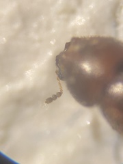 Ennearthron cornutum