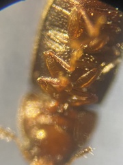 Ennearthron cornutum