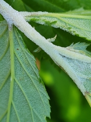 Podosphaera filipendulae