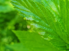 Podosphaera filipendulae