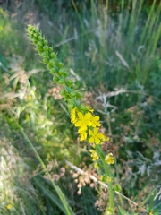 Agrimonia procera