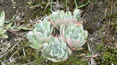 Echeveria multicolor