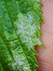 Podosphaera filipendulae