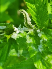 Podosphaera filipendulae