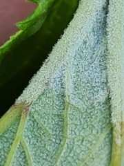 Podosphaera filipendulae