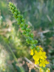 Agrimonia procera