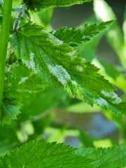 Podosphaera filipendulae