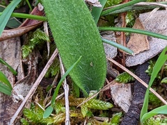 Glossodia major