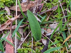 Glossodia major
