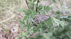 Phthonandria strictaria