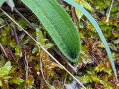 Glossodia major