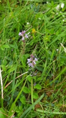 Veronica officinalis