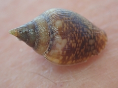 Columbella rustica